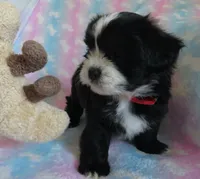 Jagger, a male Shihpoo for sale in Dongola, IL – 4 of 9