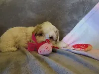 Irwin, a male Shihpoo and Miniature Labradoodle for sale in Dongola, IL – 6 of 6