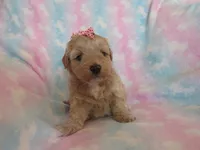 Coming Litter, a  Shihpoo and Miniature Labradoodle for sale in Dongola, IL – 3 of 9