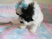 Jordie, a male Shihpoo for sale in Dongola, IL – 4 of 10