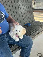 Coming Litter, a  Shihpoo and Miniature Labradoodle for sale in Dongola, IL – 8 of 9