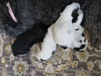 Coming Litter, a  Shihpoo for sale in Dongola, IL – 7 of 7