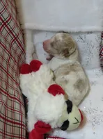 Maui - Micro Mini, a male Miniature Labradoodle for sale in Dongola, IL – 2 of 5