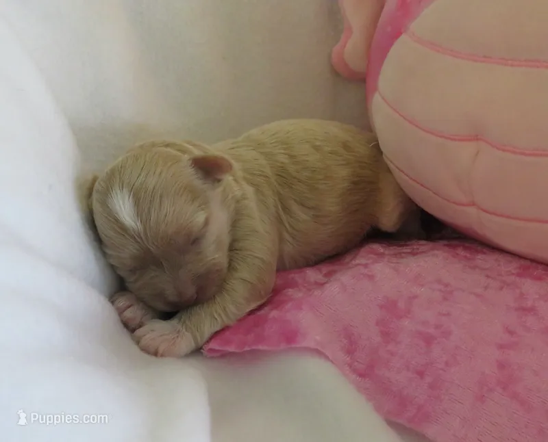 Kandy – Shihpoo, Miniature Labradoodle puppy for sale in Dongola, IL
