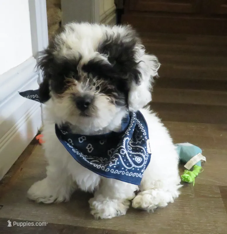 Jordie – Shihpoo puppy for sale in Dongola, IL