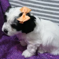 Hamilton, a female Shihpoo for sale in Dongola, IL – Photo 6 of 6