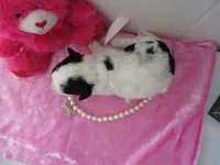 processed/c56cec6c-2c2b-42bf-8216-382c8b4f26d1/listing/89b852f6-21a0-432b-844a-9448c8ebac1b/2be2c57e-eddf-4c8e-9ce9-cc9ef0203f79