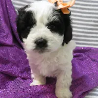 Hamilton, a female Shihpoo for sale in Dongola, IL – Photo 2 of 6