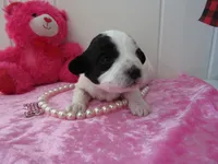 processed/c56cec6c-2c2b-42bf-8216-382c8b4f26d1/listing/89b852f6-21a0-432b-844a-9448c8ebac1b/95506b92-4087-4d95-9a3e-b7de7d1324db