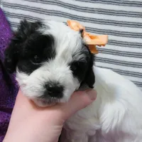 Hamilton, a female Shihpoo for sale in Dongola, IL – Photo 5 of 6