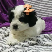 Hamilton, a female Shihpoo for sale in Dongola, IL – Photo 4 of 6