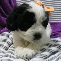 Hamilton, a female Shihpoo for sale in Dongola, IL – Photo 3 of 6