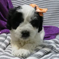 Hamilton, a female Shihpoo for sale in Dongola, IL – Photo 1 of 6