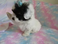 Jordie, a male Shihpoo for sale in Dongola, IL – 2 of 10