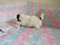 Jordie, a male Shihpoo for sale in Dongola, IL – 5 of 10