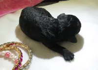 Jojo, a female Shihpoo for sale in Dongola, IL – 4 of 4