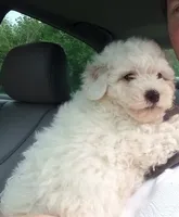 Coming Litter, a  Shihpoo and Miniature Labradoodle for sale in Dongola, IL – 7 of 9