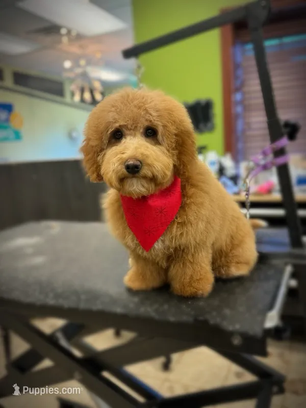 Coming Litter – Miniature Labradoodle puppy for sale in Dongola, IL