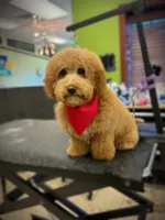 Coming Litter, a  Miniature Labradoodle for sale in Dongola, IL – 1 of 10
