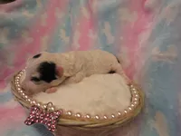 Italia, a female Shihpoo and Miniature Labradoodle for sale in Dongola, IL – Photo 5 of 5