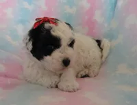 Italia, a female Shihpoo and Miniature Labradoodle for sale in Dongola, IL – 2 of 5