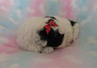 Italia, a female Shihpoo and Miniature Labradoodle for sale in Dongola, IL – 5 of 5