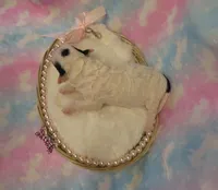 Italia, a female Shihpoo and Miniature Labradoodle for sale in Dongola, IL – Photo 3 of 5