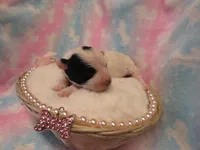 Italia, a female Shihpoo and Miniature Labradoodle for sale in Dongola, IL – Photo 4 of 5