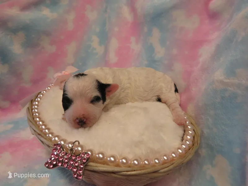 Italia – Shihpoo, Miniature Labradoodle puppy for sale in Dongola, IL