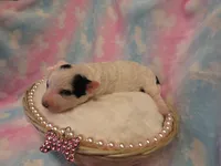 Italia, a female Shihpoo and Miniature Labradoodle for sale in Dongola, IL – Photo 2 of 5