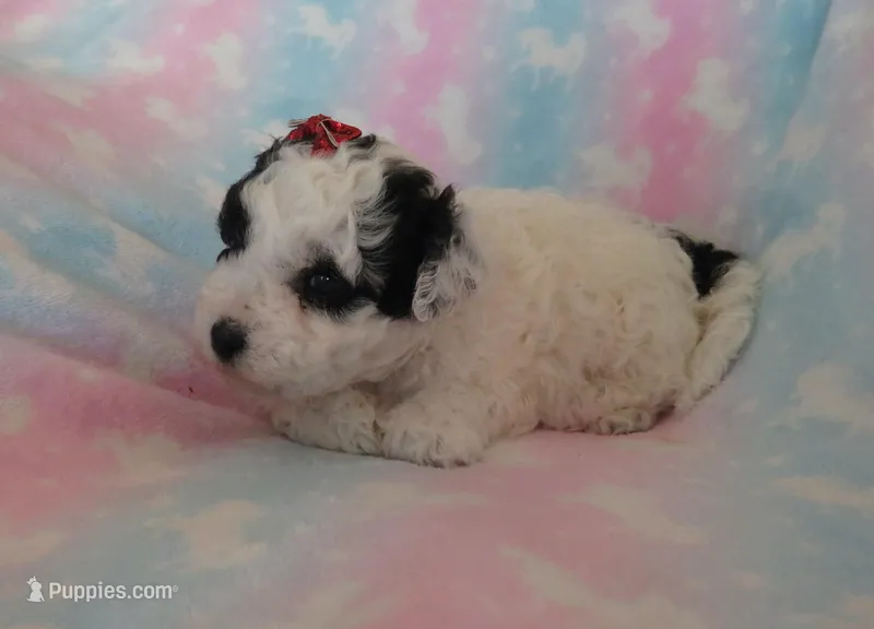 Italia – Shihpoo, Miniature Labradoodle puppy for sale in Dongola, IL