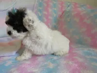 Jordie, a male Shihpoo for sale in Dongola, IL – 3 of 10