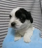 Coming Litter, a  Shihpoo for sale in Dongola, IL – 5 of 7