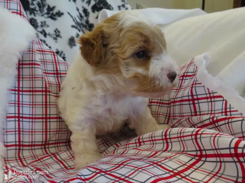 Luca - Micro Mini – Miniature Labradoodle puppy for sale in Dongola, IL