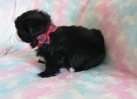 Jagger, a male Shihpoo for sale in Dongola, IL – 6 of 9