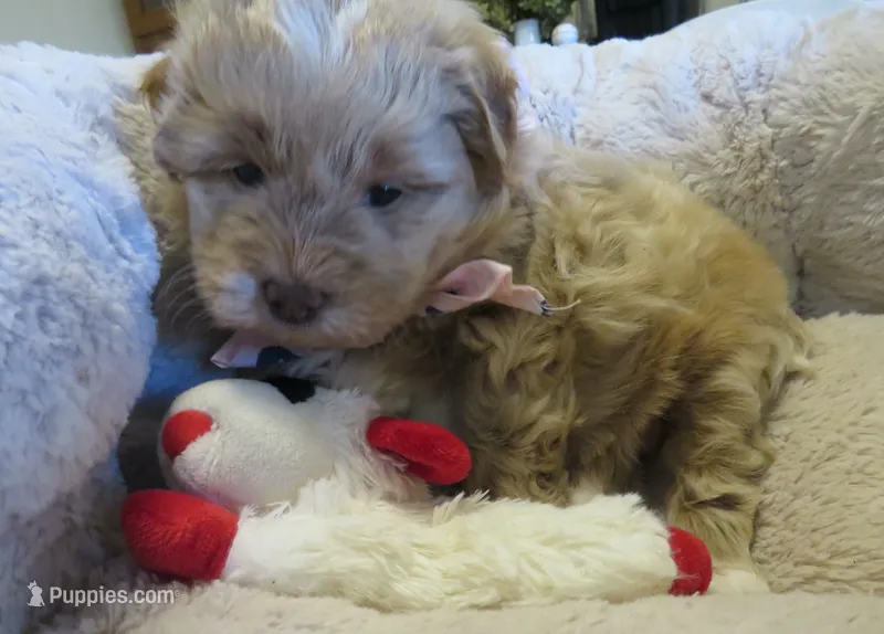 Kandy – Shihpoo, Miniature Labradoodle puppy on hold in Dongola, IL