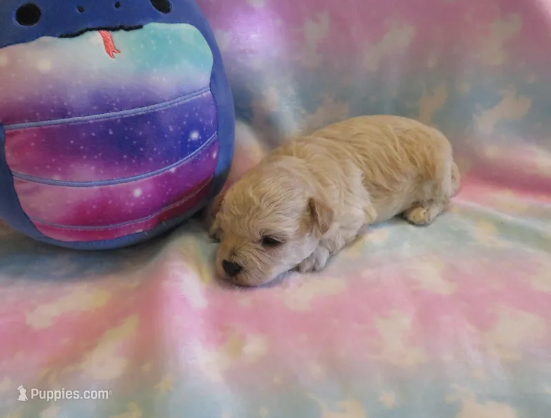 Kamden – Shihpoo, Miniature Labradoodle puppy for sale in Dongola, IL