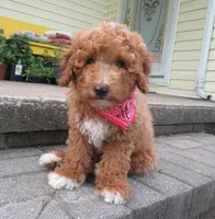 Coming Litter, a  Miniature Labradoodle for sale in Dongola, IL – 8 of 10