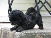 Coming Litter, a  Shihpoo for sale in Dongola, IL – 2 of 7