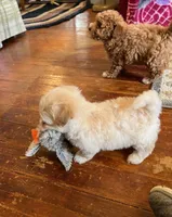 Coming Litter, a  Shihpoo and Miniature Labradoodle for sale in Dongola, IL – 9 of 9