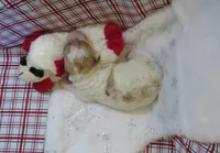 Luca - Micro Mini, a male Miniature Labradoodle for sale in Dongola, IL – 1 of 4
