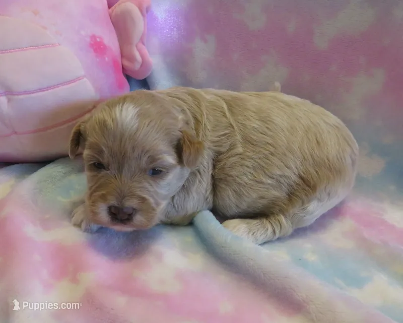 Kandy – Shihpoo, Miniature Labradoodle puppy for sale in Dongola, IL