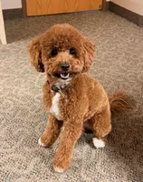 Coming Litter, a  Miniature Labradoodle for sale in Dongola, IL – 4 of 10