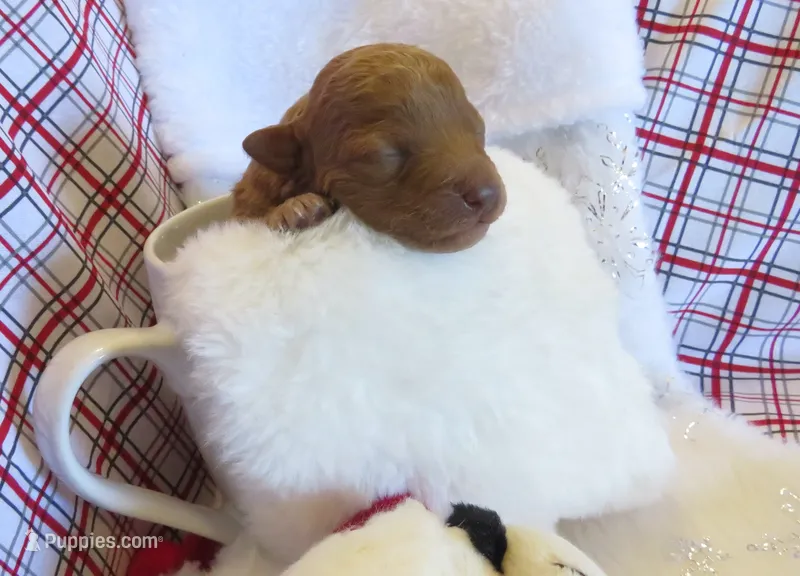 Lucy - Micro Mini – Miniature Labradoodle puppy on hold in Dongola, IL