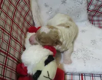Luca - Micro Mini, a male Miniature Labradoodle for sale in Dongola, IL – 3 of 4