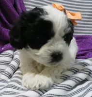 Coming Litter, a  Shihpoo for sale in Dongola, IL – 4 of 7