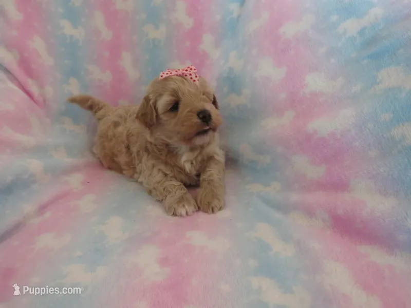 Ilsa – Shihpoo, Miniature Labradoodle puppy on hold in Dongola, IL