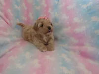 Ilsa, a female Shihpoo and Miniature Labradoodle for sale in Dongola, IL – Photo 1 of 5