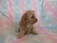 Ilsa, a female Shihpoo and Miniature Labradoodle for sale in Dongola, IL – Photo 4 of 5