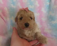 Ilsa, a female Shihpoo and Miniature Labradoodle for sale in Dongola, IL – Photo 3 of 5